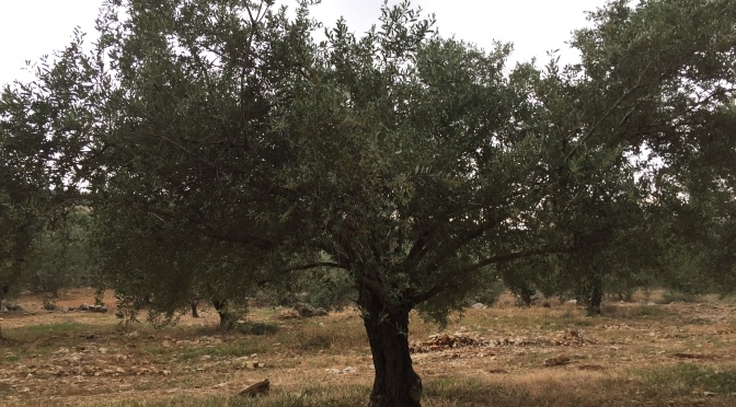 L’olivier de la discorde